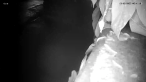 Caméra IP - Singapore