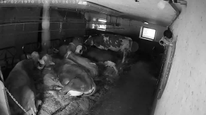 Caméra IP - Estados Unidos