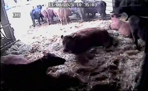 Caméra IP - Germany