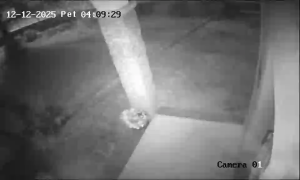 Caméra IP - Croatie