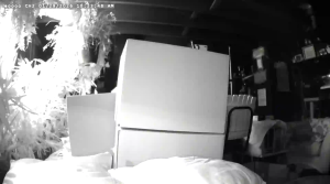 Caméra IP - United States of America