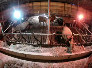 Caméra IP - South Korea