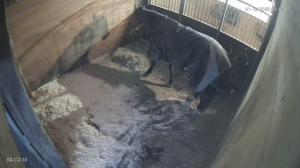 Caméra IP - États-Unis d'Amérique