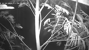 Caméra IP - United States of America