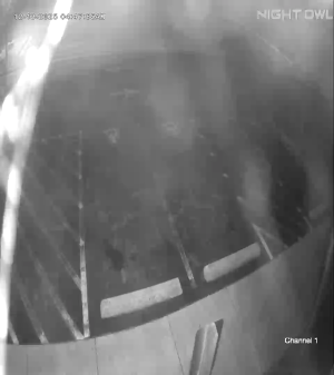 Caméra IP - Vereinigte Staaten von Amerika