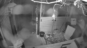 Caméra IP - Denmark