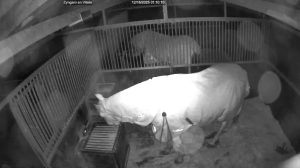 Caméra IP - Vue en direct