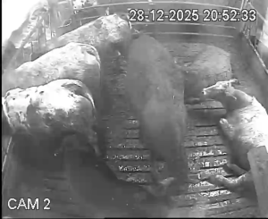 Caméra IP - Ireland