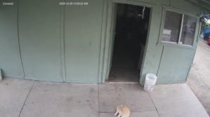 Caméra IP - États-Unis d'Amérique